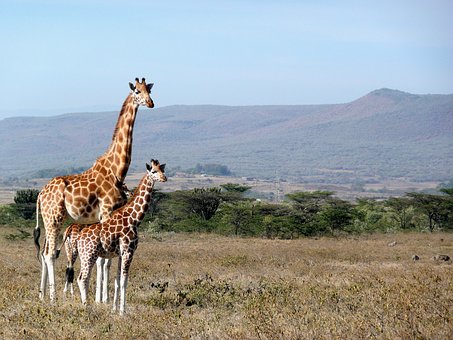 Giraffes in Kenya